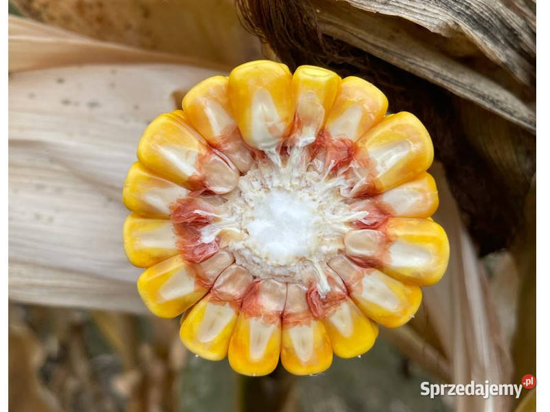 Kukurydza Pioneer P9241 na kiszonę i ziarno wielkopolskie Kiszkowo