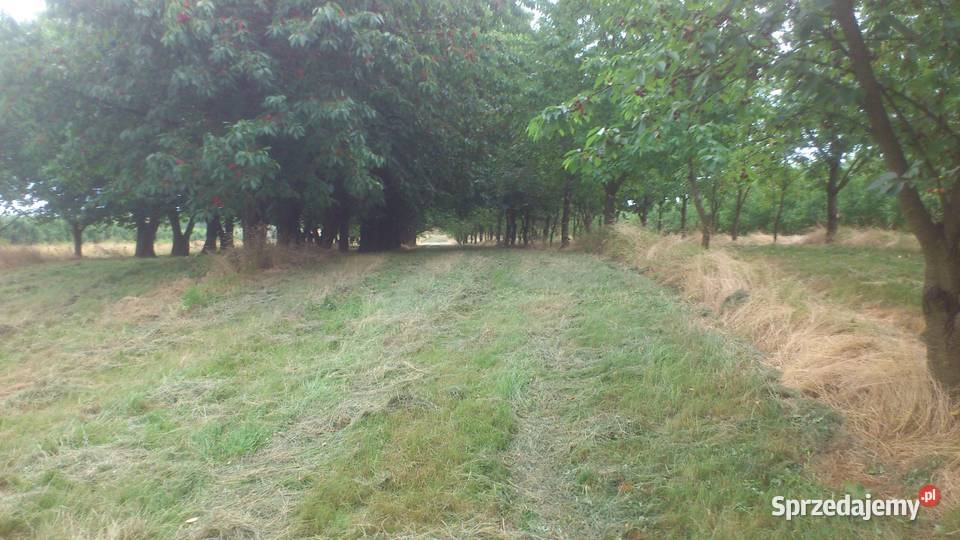 sprzedam zbiór czereśni wiśni śliwek Sobienie-Jeziory