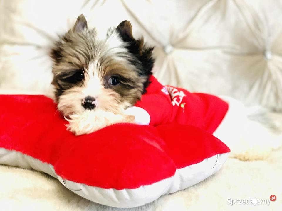 York Mikołaj z Bajki taki do Kochania