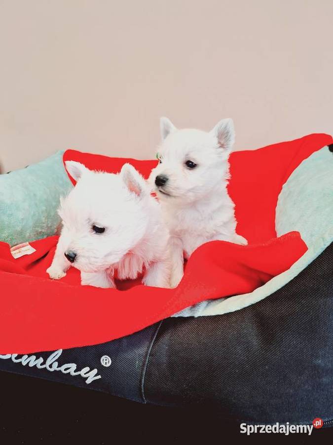 West suczki I pieski West Highland White Terrier