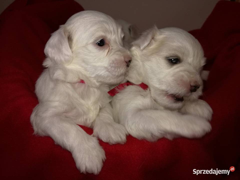 Maltańczyk szczeniaki z rodowodami REZERWACJA Warszawa