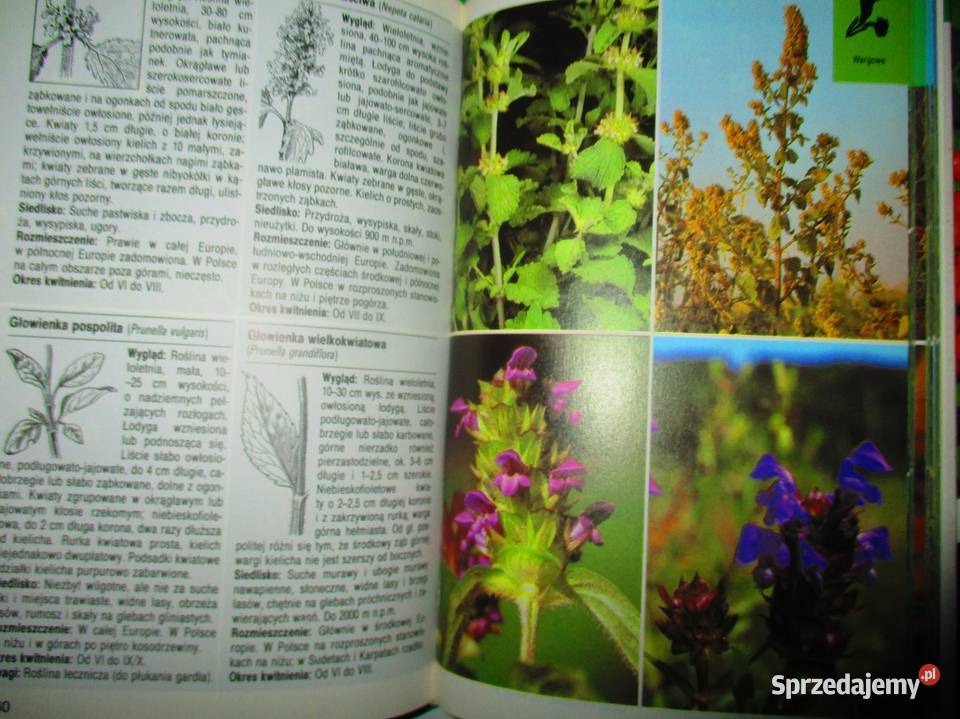 Leksykony przyrodnicze przyroda rośliny zioła Łódź