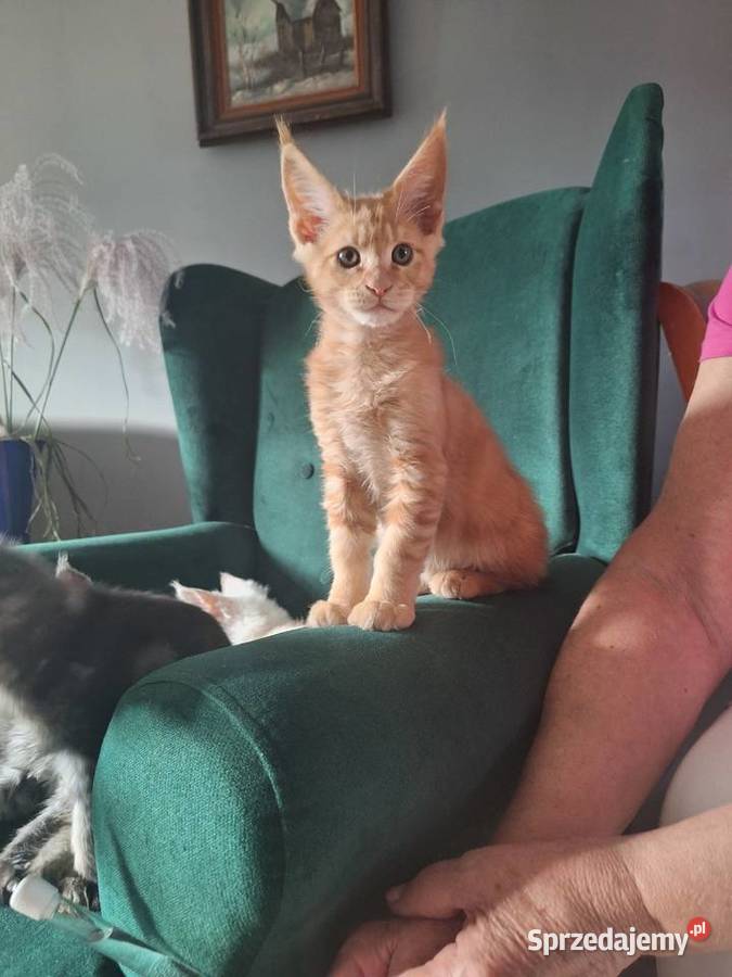 Piękny rudy Maine coon Żurawia
