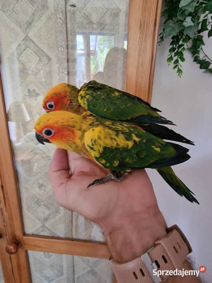 Konury słoneczne śląskie Bielsko-Biała