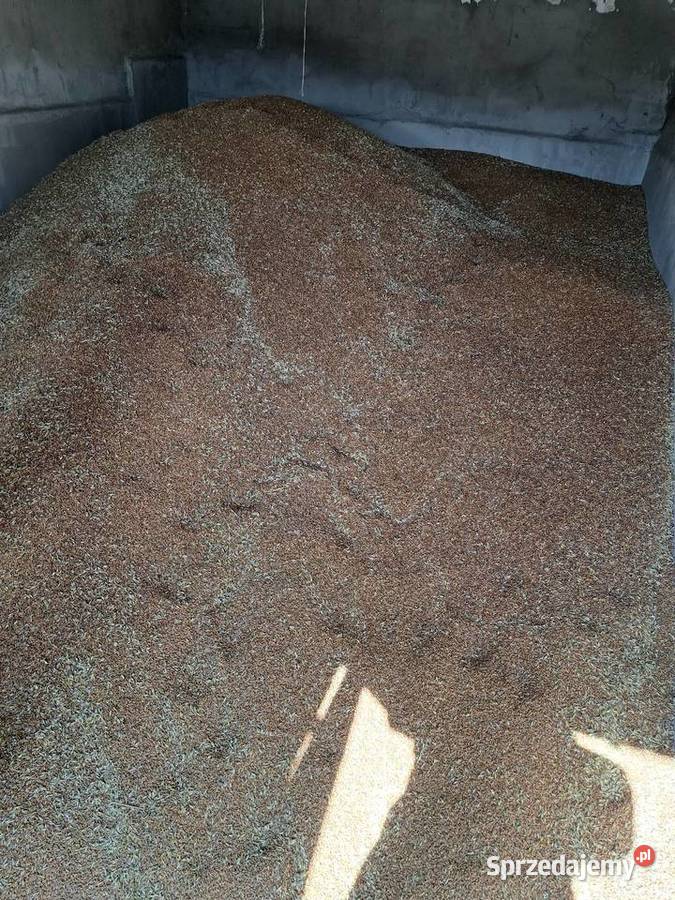 Sprzedam pszenice zimowom łódzkie Piotrków Trybunalski sprzedam