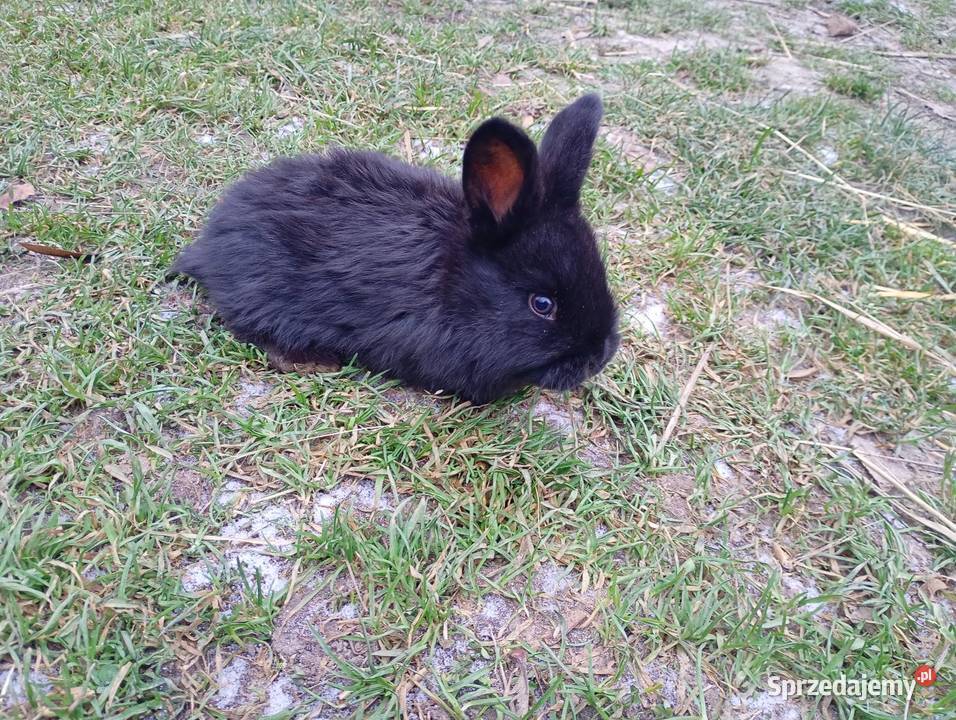 Króliki młode Króliki Radzyń Podlaski