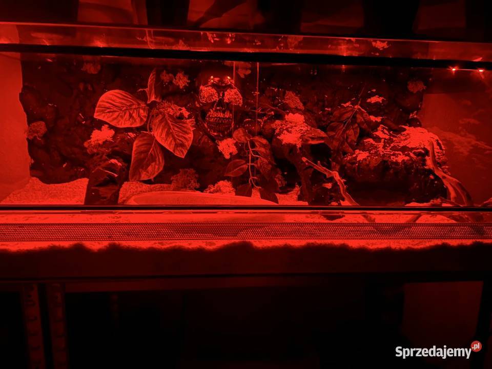 Terrarium z regiusem