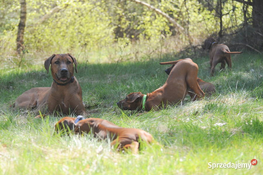 Szczenięta rhodesian ridgeback rodowodowe ZKwP Rzeszów