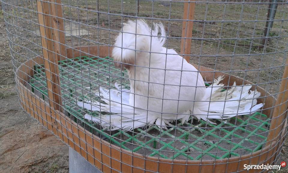 Turkot bucharski Pozostałe Mogielnica