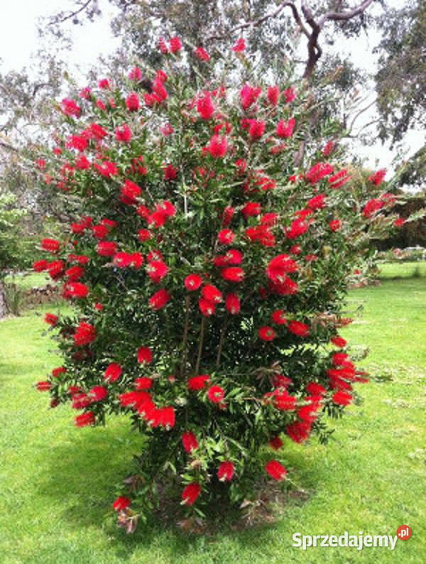 KUFLIK CYTRYNOWY sadzonki w doniczkach Liściaste Ustronie