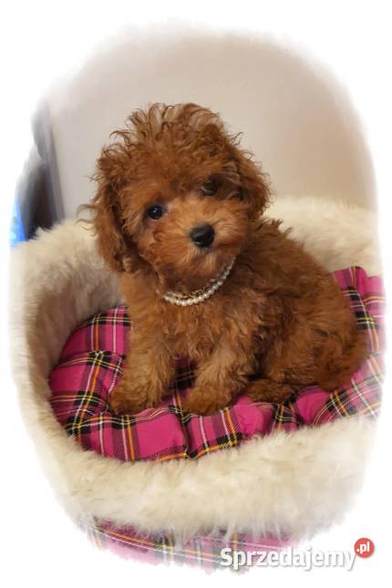 Malutki pudelek red Teddy 100 Toy śląskie