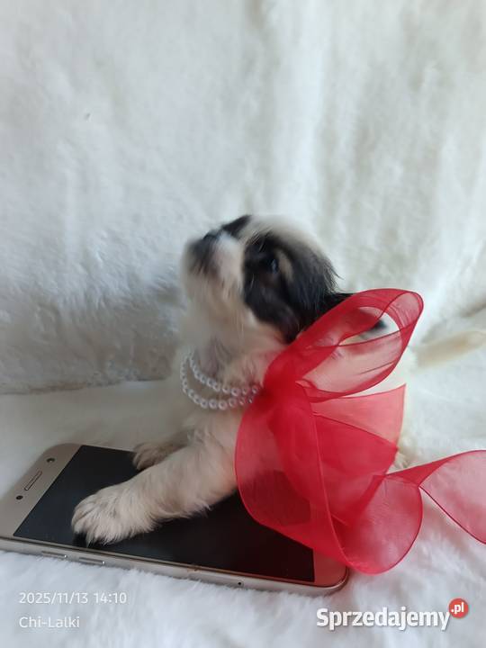 Chihuahua chłopiec samiec xxs dlugowlosy kujawsko-pomorskie Inowrocław