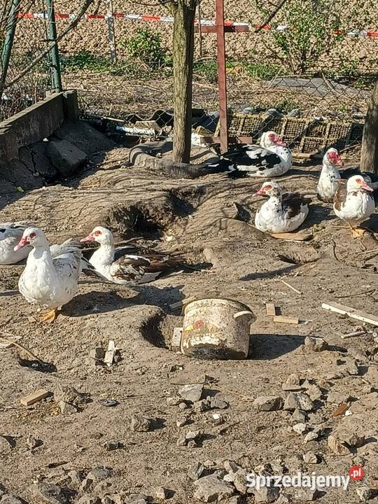Kaczki francuskie Drób i ptactwo Porąbka Uszewska