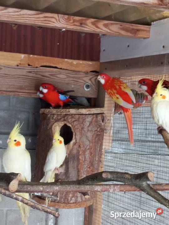 Barabandy rozelle białolice Zwierzęta