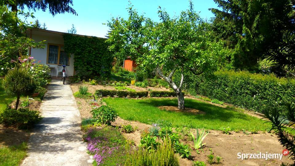 Działka ROD Poznań Darzynka prąd woda drzewka Grunty i działki