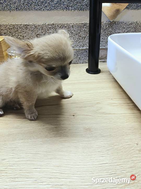 Dziewczynka Mini Długowłosa Chihuahua Zgierz