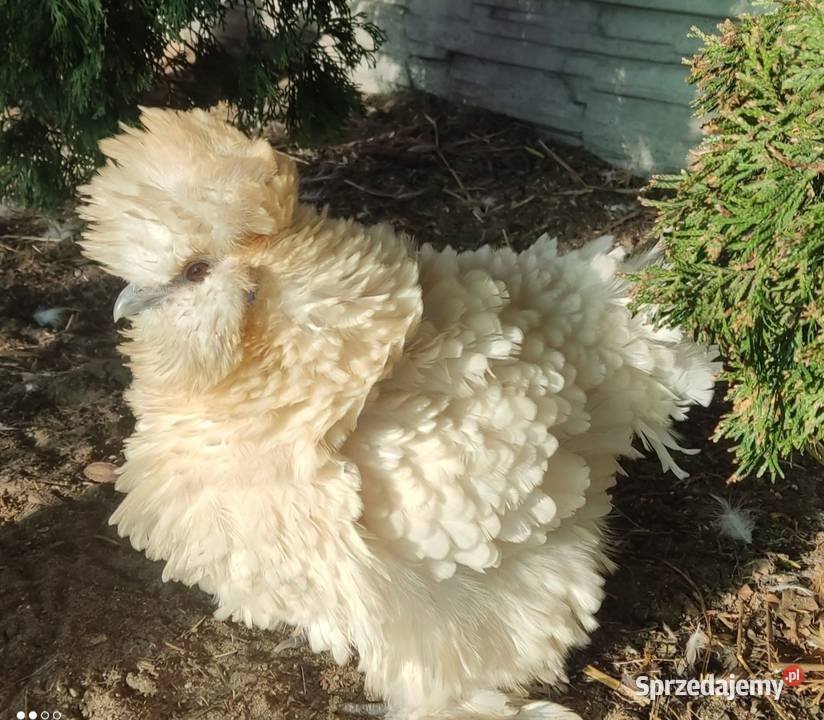 Jaja lęgowe Silek USA Łochów