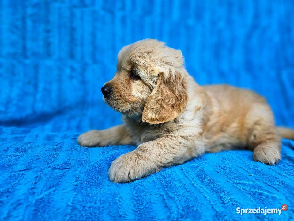 Golden Retriever złoty szczeniak