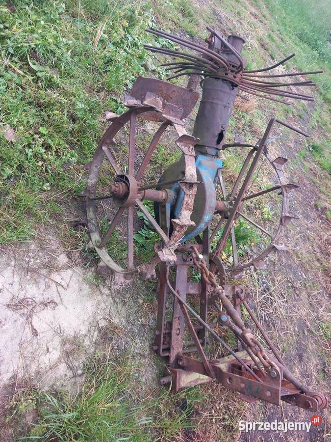 Kopaczka konna Otmuchów