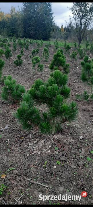 Sosna Czarna Austriacka Sosna Piramidalna Pinus małopolskie Nowy Sącz sprzedam
