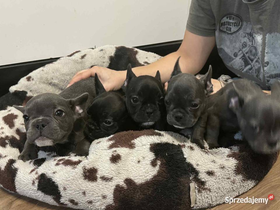 Buldog francuski szczeniaki buldoga francuskiego Sierzchów sprzedam