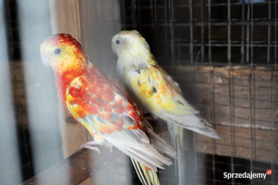 Para świergotów 20202023 Chmielnik sprzedam