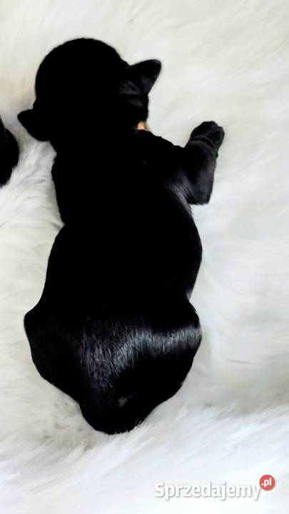 Szczenięta shih tzu Zawiercie