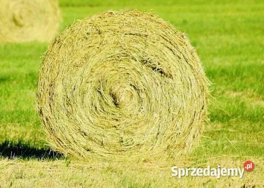 siano w belach Tarczek sprzedam
