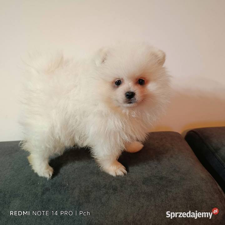 Szpic miniaturowy Pomeranian Rzeszów