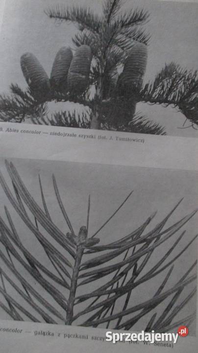 Botanika leśna Tomanek botanika las biologia Łódź sprzedam