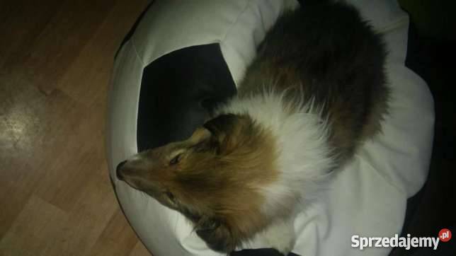 Owczarki Szkockie Collie LESSI sprzedam