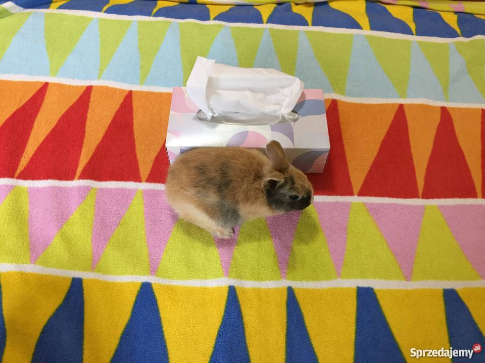 Królik miniaturka Rzeszów