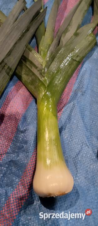 Ziemniaki Bell Rossa vineta cebula czosnek por Chełm