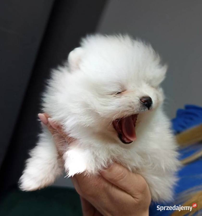 Szpic miniaturowy FCI ZkwP Gorzów Wielkopolski