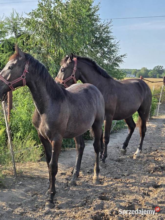 Klacz śląska roczna i dwu letnia kara siwa koń łódzkie Koluszki