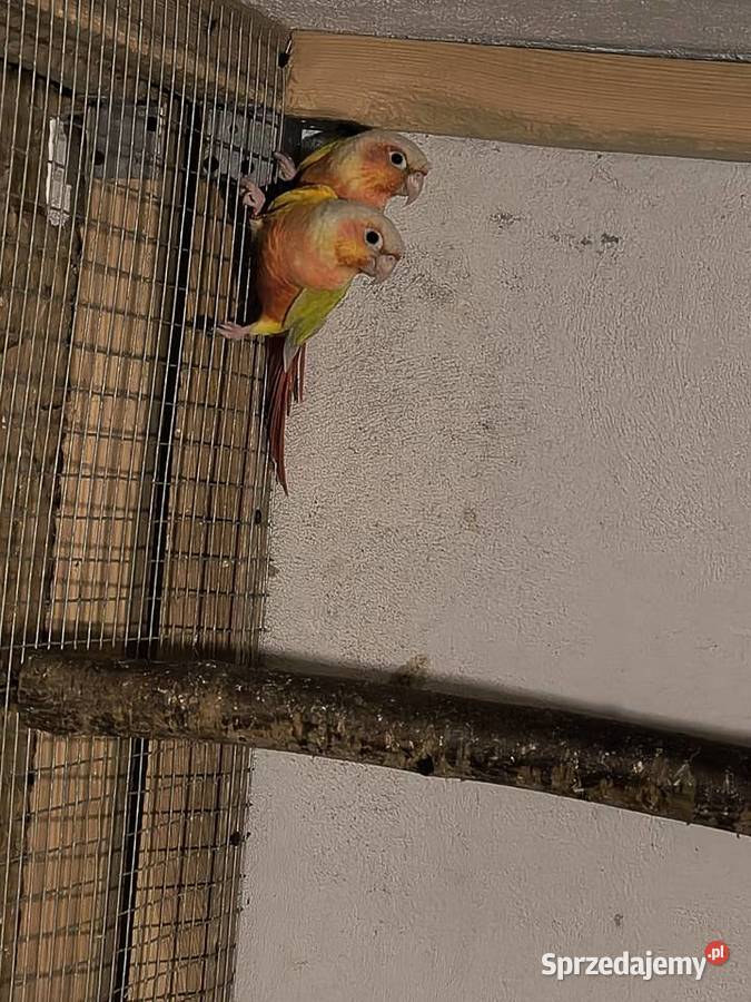 Rudosterki Para gotowa do lęgów