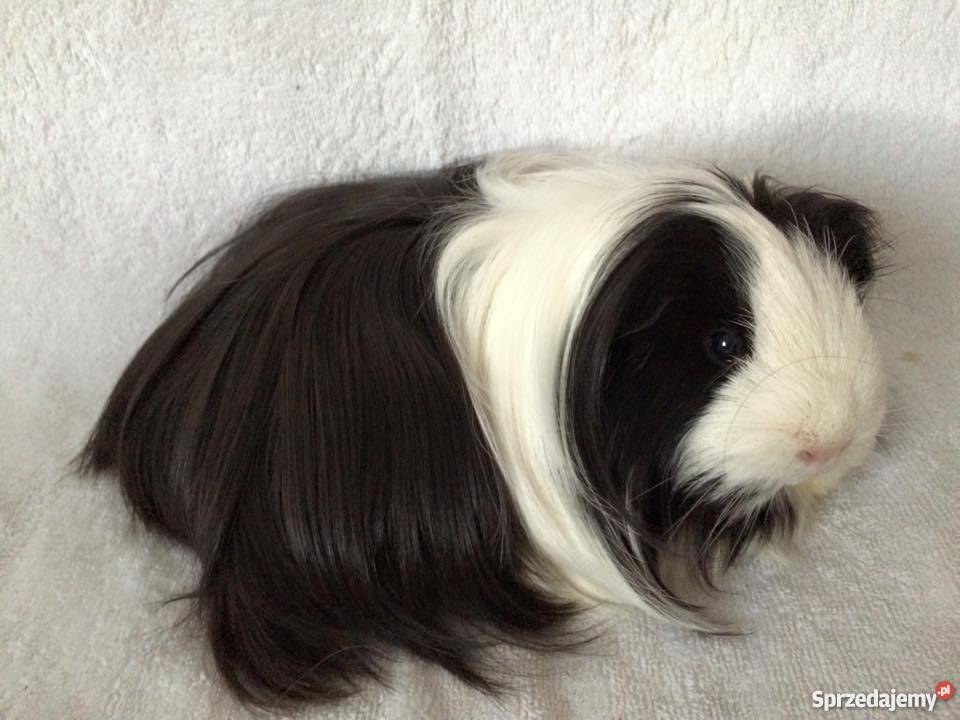 Rasowe świnki morskie sheltie Samiczki dolnośląskie Wrocław