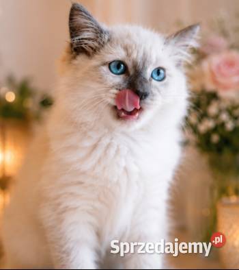 Piękne kocurki Ragdoll z rodowodem i wyprawką Łódź