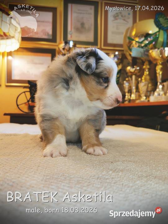 Owczarek szetlandzki szczenię na sprzedaż Mysłowice