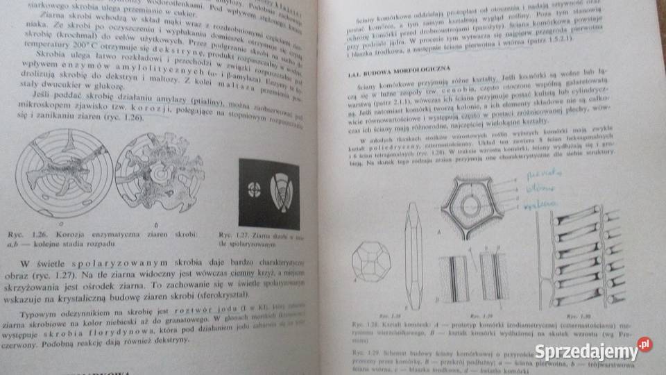 Zarys botaniki farmaceutycznej Broda botanika