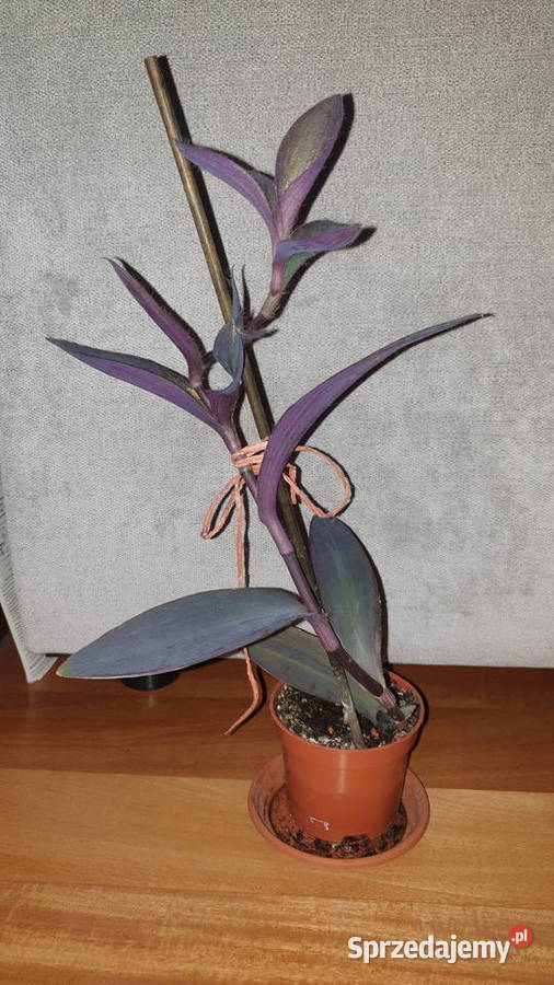 Trzykrotka setkrezja purpurowa kwiat rosnący Zielone Warszawa