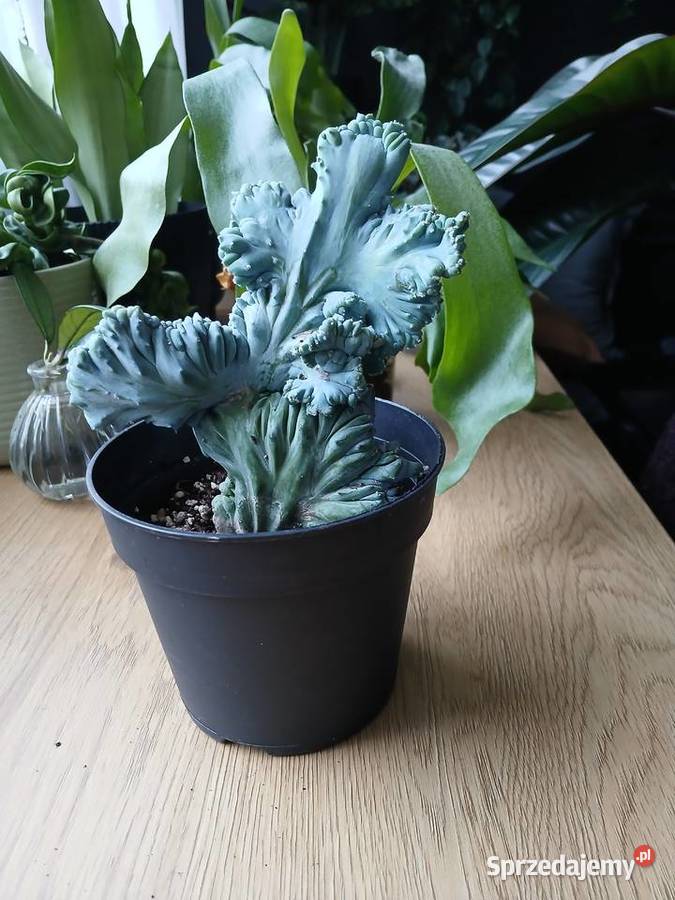 Myrtillocactus geometrizans cristata Częstochowa