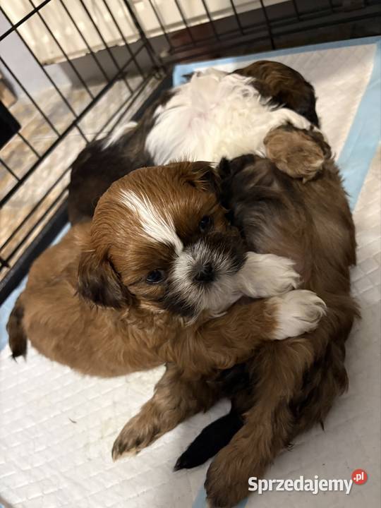 Suczka shih tzu Ciechanów