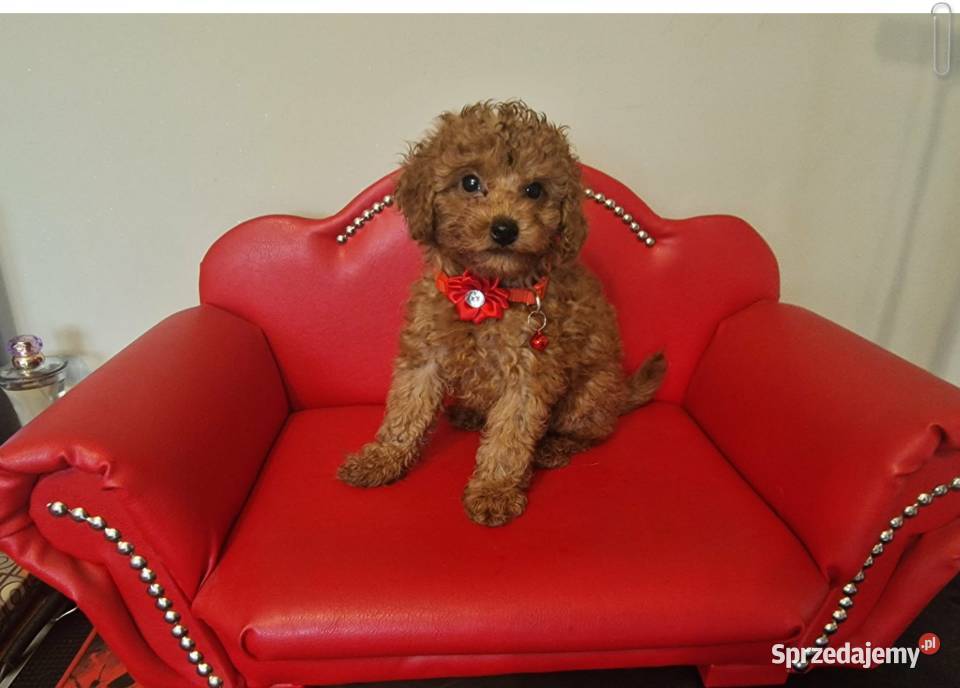Pudel Toy redpudelek suczka