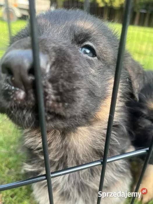 Domowe Owczarki Niemieckie z Rodowodem podkarpackie Tarnowiec