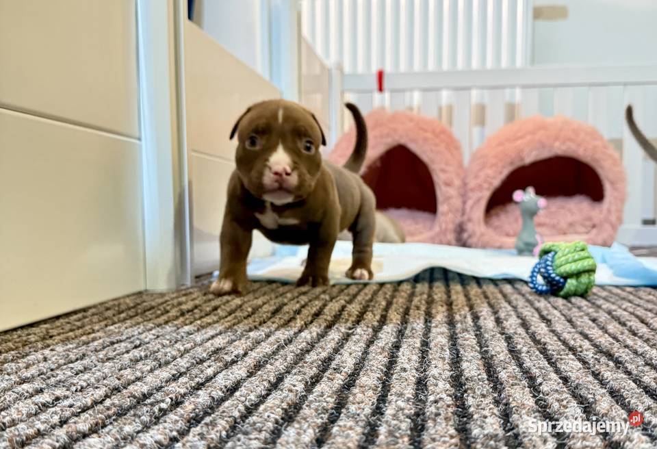 Suczka American Bully Pocket sprzedam