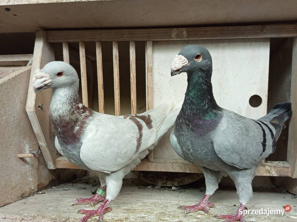 Niemieckie wystawowe garbonosy Środa Wielkopolska