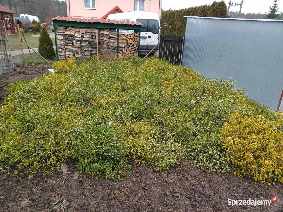 jemioła kule Pozostałe mazowieckie Łomianki