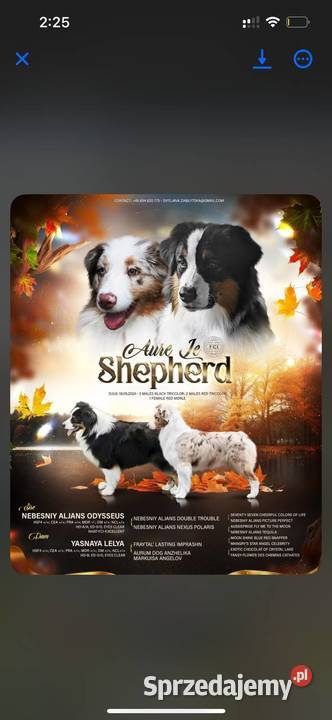 Owczarki australijskie FCI kilka szczeniąt z Warszawa