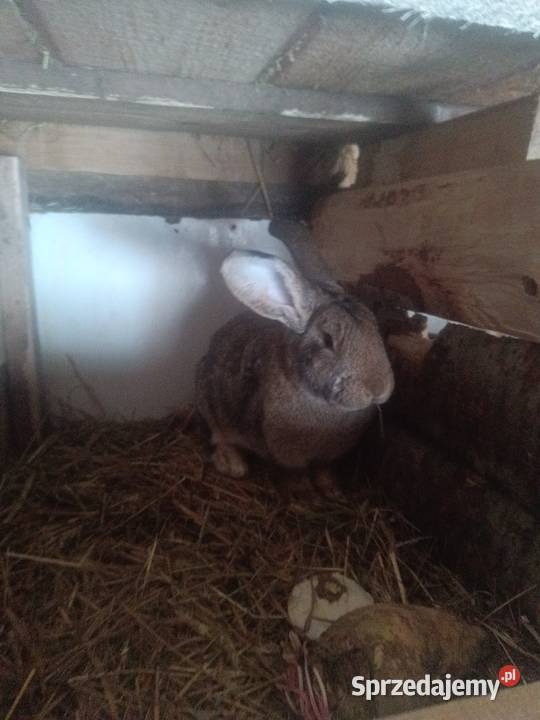 Króliki 8 miesięczne